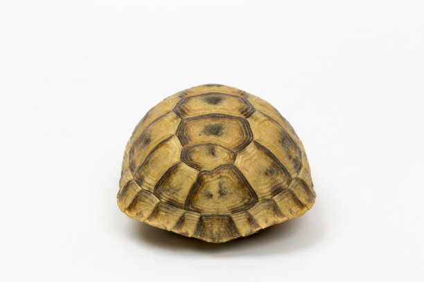 白色背景上孤立的中空龟壳。图片下载