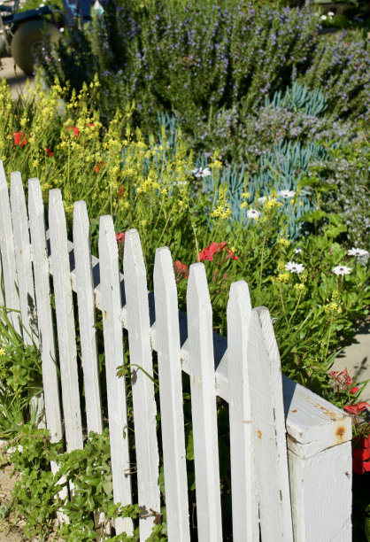 阳光明媚的花园，白色尖桩篱笆图片下载