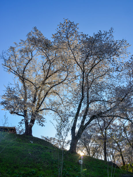 樱花(花见)在白石，日本图片下载
