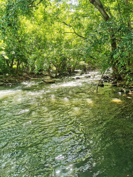 绿色的房间图片下载