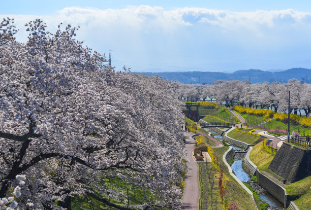 樱花(花见)在白石，日本图片下载