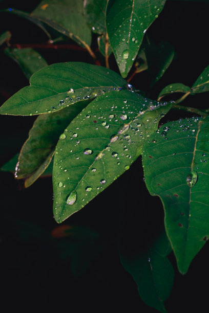 闪闪发光的水滴落在树叶上。高质量的照片潮湿的自然发光图片下载