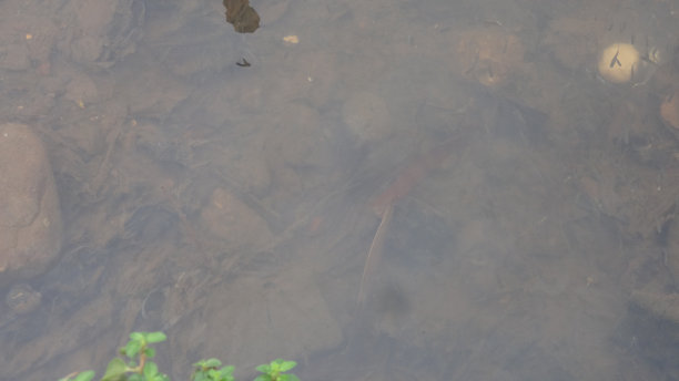 一群野生孔雀鱼在浅水中逆流而游图片下载