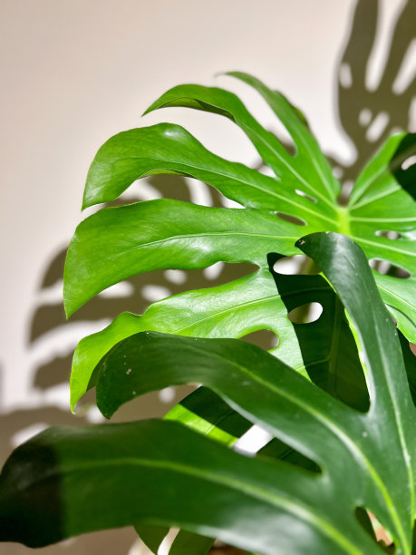 美味怪物的态度图片下载