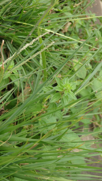 杂草植物，照片从底部拍摄图片下载