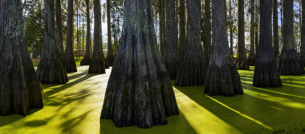 美国北佛罗里达塔拉哈西的沼泽水中的柏树树干和金色的绿藻图片下载