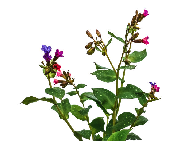 野生肺草属灌木，开粉红色和蓝色花，孤立在白色或透明的背景上图片下载