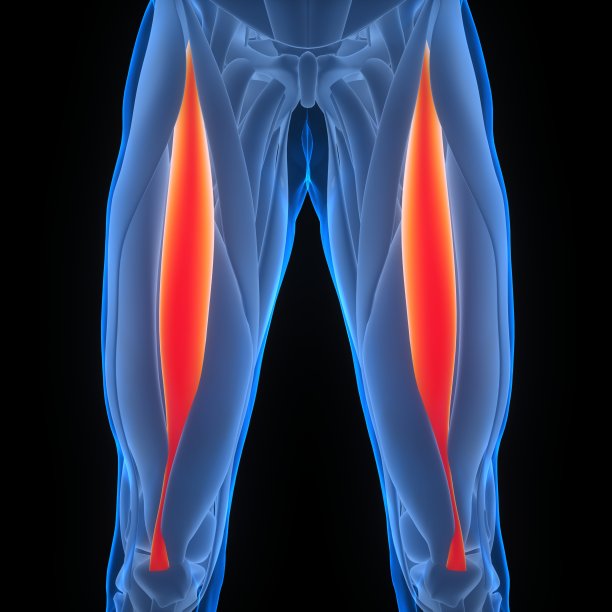 人体肌肉系统腿部肌肉股直肌解剖学图片下载
