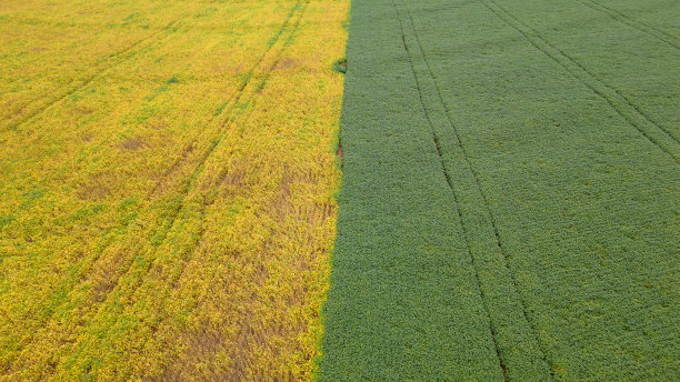 红色土路鸟瞰图与大豆种植园与绿色和黄色部分。图片下载