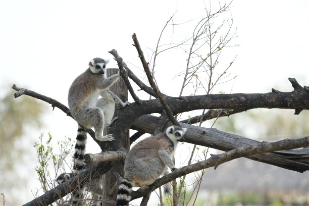两只毛茸茸的狐猴栖息在树枝上图片下载