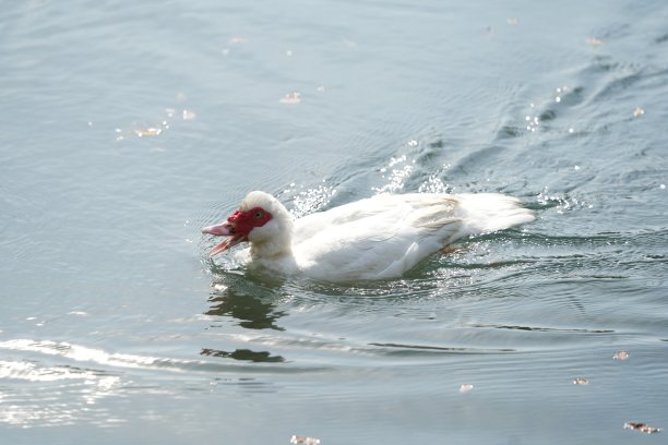 白天白鸭在河里游泳，图片下载