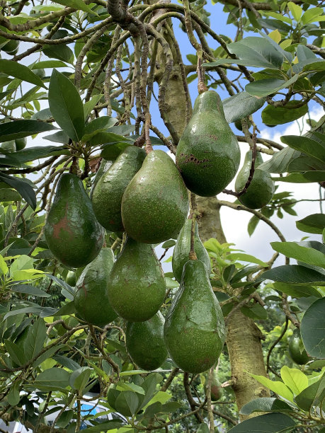 鳄梨树图片下载