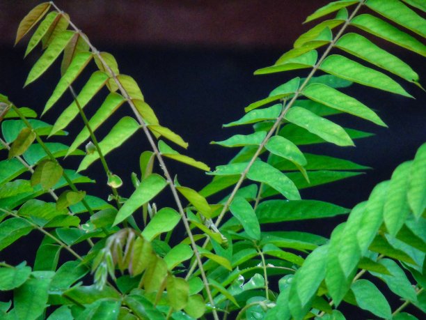 杨桃叶图片下载