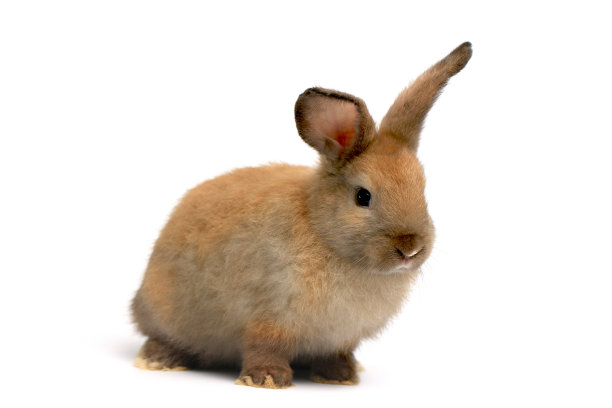 快乐的毛茸茸的棕色兔子兔子在白色的背景，可爱和可爱的年轻兔子宠物动物的肖像，可爱的宠物概念图片下载