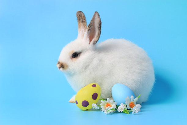 快乐可爱的毛茸茸可爱可爱的复活节兔子兔子画的彩蛋和雏菊花在蓝色的背景。庆祝复活节和春天到来的概念。图片下载