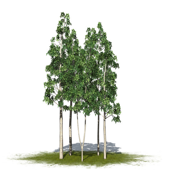 一组欧洲白杨树，在绿色区域，孤立在白色背景上图片下载