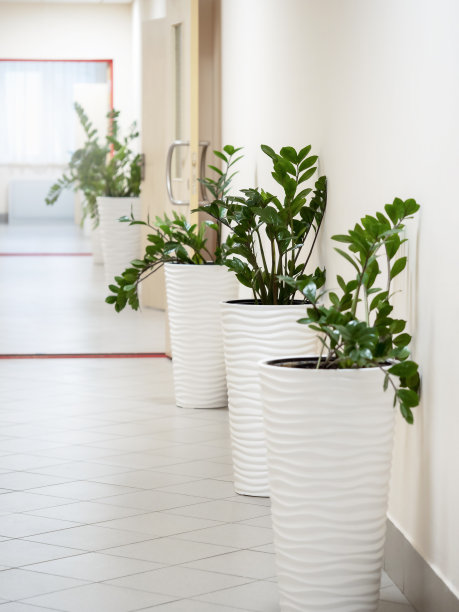 空荡荡的走廊里种着盆栽。图片下载