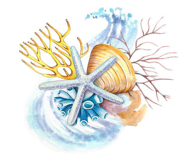 水彩画海洋构图。海星，珊瑚，藻类，白色背景的贝壳。图片下载