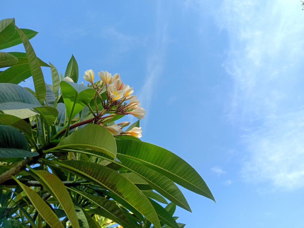 鸡蛋花图片下载