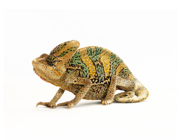 白色的变色龙。图片下载