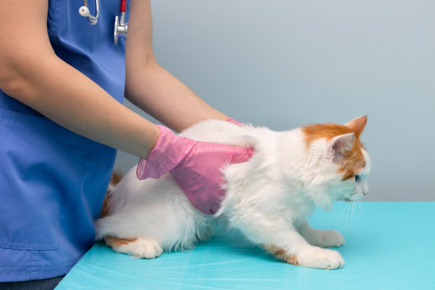 兽医医生在诊所检查一只猫。图片下载