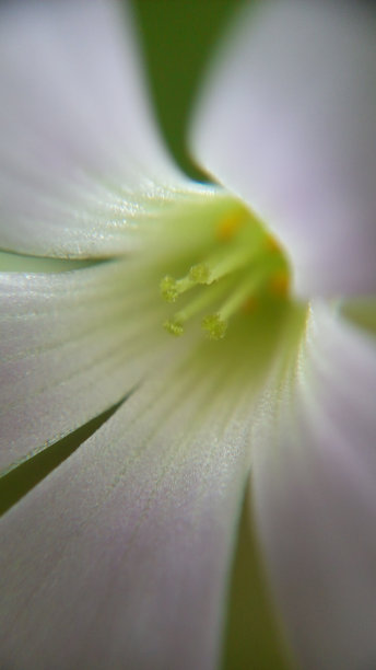 抽象的宏观花卉背景图片下载