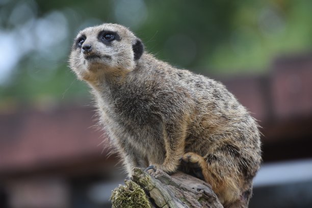 一只猫鼬在树枝上图片下载