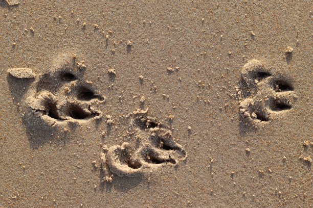 沙子里有狗爪印图片下载