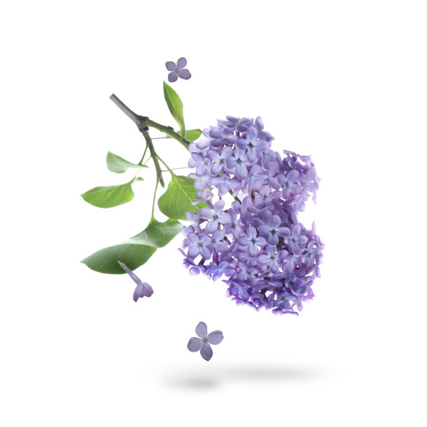 美丽的紫丁香花落在白色的背景上图片下载