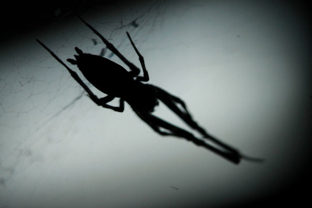 模糊蜘蛛剪影照片图片下载