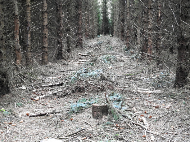 采伐森林图片下载