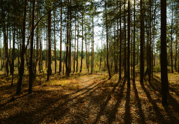 在树林里的树荫下，在黑暗的森林灌木丛中享受阳光图片下载