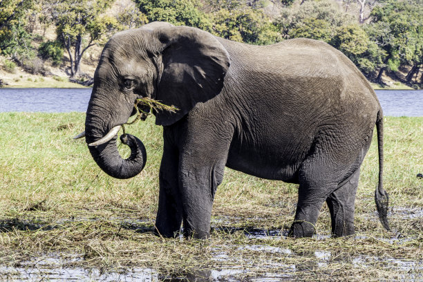 非洲象在乔贝河国家保护区的田野里吃草。博茨瓦纳图片下载