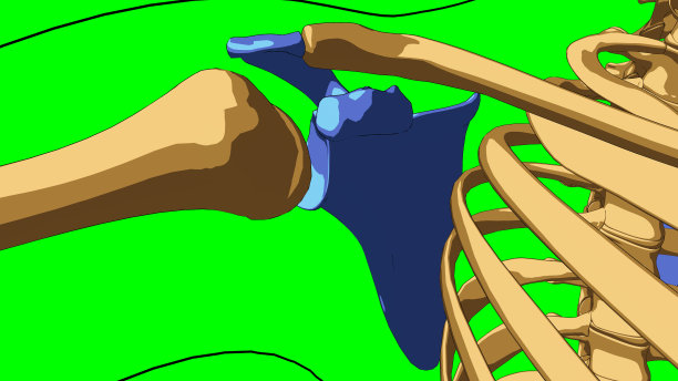 人体骨骼解剖肩胛骨的医学概念3D插图图片下载