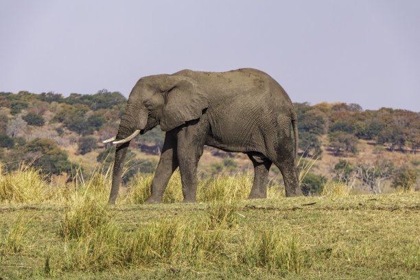 非洲象在乔贝河国家保护区的田野里吃草。博茨瓦纳图片下载