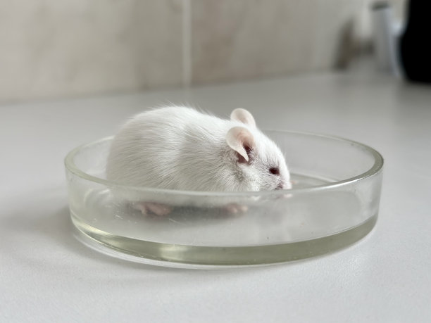 在实验动物身上测试疫苗。白老鼠。图片下载