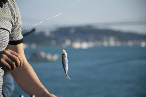 一个男人手上的钩子上挂着刚钓上来的马鲛鱼图片下载