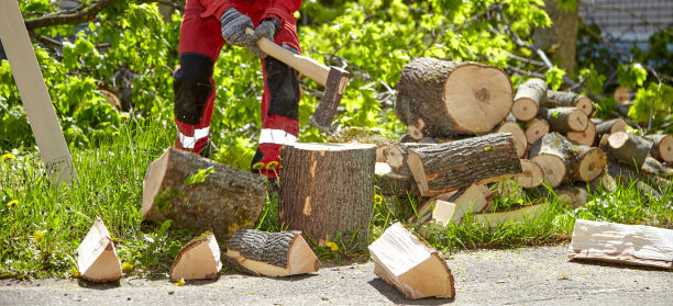 在一个晴朗的日子里用一把旧斧头砍树图片下载