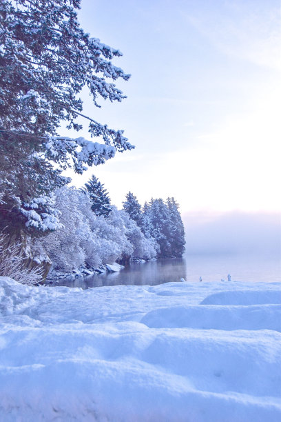 阿拉斯加的冬季树木图片下载