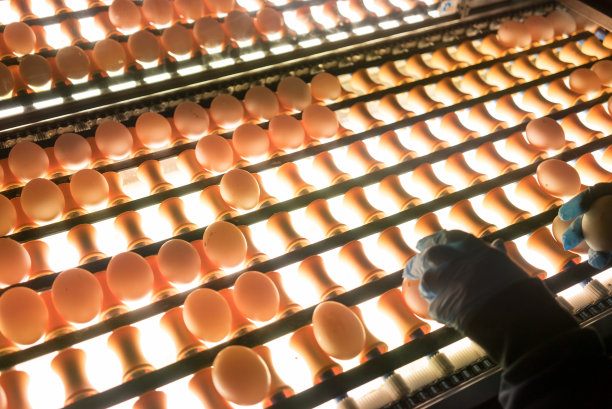 摘白蛋是在质量控制与机器食品工业水平仍然工人的手采摘图片下载