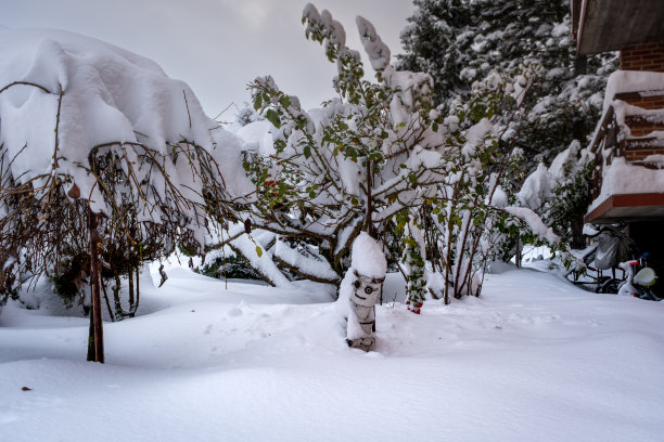 花园里的雪雕，植物上有很多雪，还有一个木头人图片下载