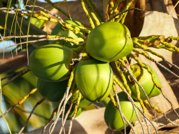 长在棕榈树上的新鲜椰子枝。图片下载