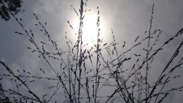 杂草植物的剪影，这张照片是在白天拍摄的，方向是背向太阳的图片下载