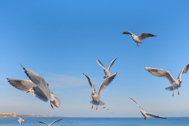 海鸥在海边飞翔，背景是蓝色的天空图片下载