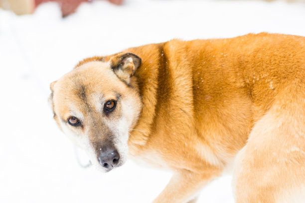 冬天一只可怕的狗的特写照片图片下载