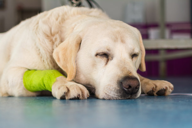 兽医诊所的拉布拉多猎犬图片下载