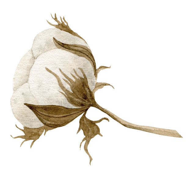 水彩棉花球。手绘插图的蓬松白色植物的婚礼邀请或贺卡。植物绘画在孤立的背景在复古风格。干分支图片下载