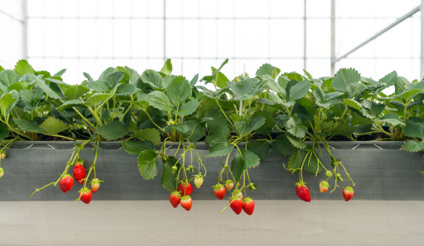 日式温室草莓种植，新鲜有机红莓抗氧化果实，现代农业种植方法室内农场。图片下载