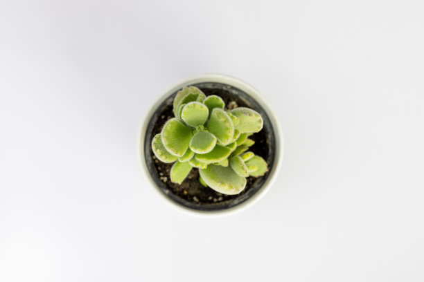 白色背景上孤立的熊爪多肉植物高角度视图图片下载