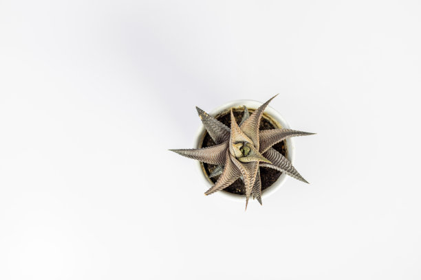 仙女搓板上的小多肉植物高角度观察孤立的白色背景图片下载